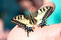 Machaon butterfly Papilio machaon, swallowtail sitting on the hand. Beautiful colorful insect with yellow wings.