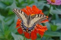 Machaon butterfly on red zinnia Royalty Free Stock Photo