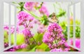 Machaon gently resting on a pink flower view from the window - s