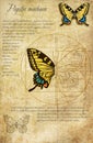 Machaon lat.Papilio machaon. A series of vector illustrations imitating old sheets from a book about butterflies.