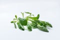 Mache, corn salad, lambs lettuce on white background. Royalty Free Stock Photo