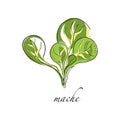 Mache fresh culinary plant, green seasoning cooking herb hand drawn vector Illustrations on a white background