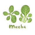 Mache. Green salad leaves. Vector vegetarian healthy food isolated on white background. Leafy vegetables. Great for menu