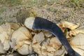 The machetes are used to peel the coconut