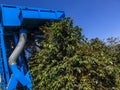 Machine harvesting coffe on field in Minas Gerais State Royalty Free Stock Photo