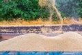 The machine for harvesting grain crops - combine harvester in action on rye field at sunny summer day. View from the combine cabin Royalty Free Stock Photo