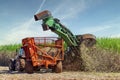 Machine harvesting sugar cane plantation