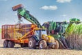 Machine harvesting sugar cane plantation