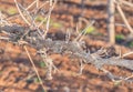 Machine Hedged Chardonnay Vine.