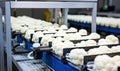 A Machine in Motion: A Conveyor Belt Filled With an Abundance of Fresh, White Cauliflower