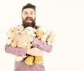 Macho with beard hugs many teddy bears and plush toys. Gifts and holidays concept. Man with happyface holds pile Royalty Free Stock Photo