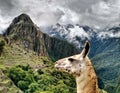 Alpaca Stair Down at Machu Picchu