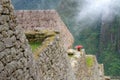 Machu Picchu close-up view to stone walls with flower Royalty Free Stock Photo