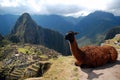 Machu Picchu and the Lama Royalty Free Stock Photo