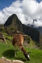 Machu Picchu Llama Royalty Free Stock Photo