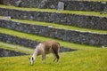 Machu Picchu panorama Royalty Free Stock Photo