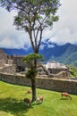Machu Picchu panorama view to ruins with Llamas Royalty Free Stock Photo