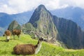 Machu Picchu, Peru Royalty Free Stock Photo