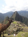 Machu Picchu Peru Incan ruins and mountain scenery alpaca