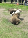 Machu Picchu Peru Incan ruins and mountain scenery alpaca