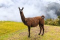 Machu Picchu, Peru.