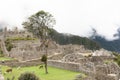 Machu Picchu ruins and Llamas grazing Royalty Free Stock Photo