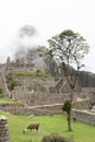 Machu Picchu ruins and Llamas grazing Royalty Free Stock Photo