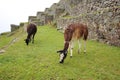 Machu Pichu Royalty Free Stock Photo