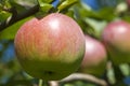 Macintosh Apple Orchard Royalty Free Stock Photo
