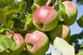 Macintosh Apple Orchard Royalty Free Stock Photo