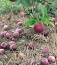 Macintosh apple on the tree Royalty Free Stock Photo