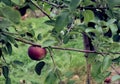 Macintosh apple on the tree Royalty Free Stock Photo