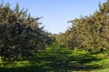 Macintosh Apples Orchard, Auteuil, Laval, Quebec, Canada Royalty Free Stock Photo