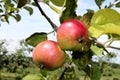 Macintosh Apples on Tree Royalty Free Stock Photo