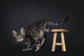 Mackarel Maine Coon kitten on black Royalty Free Stock Photo