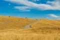 Mackenzie country, South Island, New Zealand Royalty Free Stock Photo