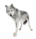 Mackenzie Valley Wolf (8 years) Royalty Free Stock Photo