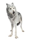 Mackenzie Valley Wolf (8 years) Royalty Free Stock Photo