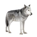 Mackenzie Valley Wolf (8 years) Royalty Free Stock Photo