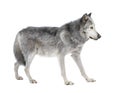 Mackenzie Valley Wolf (8 years) Royalty Free Stock Photo