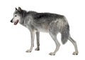 Mackenzie Valley Wolf (8 years) Royalty Free Stock Photo