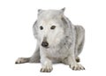 Mackenzie Valley Wolf (8 years) Royalty Free Stock Photo