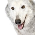 Mackenzie Valley Wolf (8 years) - Canis lupus occi Royalty Free Stock Photo