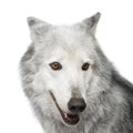 Mackenzie Valley Wolf (8 years) - Canis lupus occi