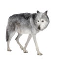 Mackenzie Valley Wolf (8 years) - Canis lupus occi Royalty Free Stock Photo