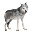 Mackenzie Valley Wolf (8 years) - Canis lupus occi Royalty Free Stock Photo