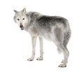 Mackenzie Valley Wolf (8 years) - Canis lupus occi