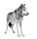 Mackenzie Valley Wolf (8 years) - Canis lupus occi Royalty Free Stock Photo