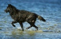 Mackenzie Valley Wolf, canis lupus mackenzii, Adult crossing Water, Canada
