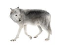 Mackenzie Valley Wolf - Canis lupus occidentalis Royalty Free Stock Photo